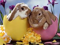 easter quotes, easter quotations, quotes for easter, quotes about easter, easter quote, happy easter, easter, holiday quotes, easter bunny, easter quotes, easter quotations, quotes for easter, quotes about easter, easter quote, happy easter, easter, holiday quotes, easter bunny,