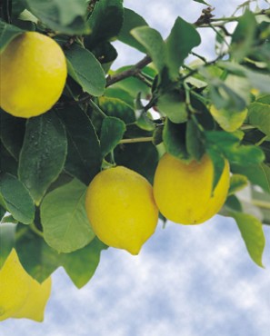 Picture Of Lemons